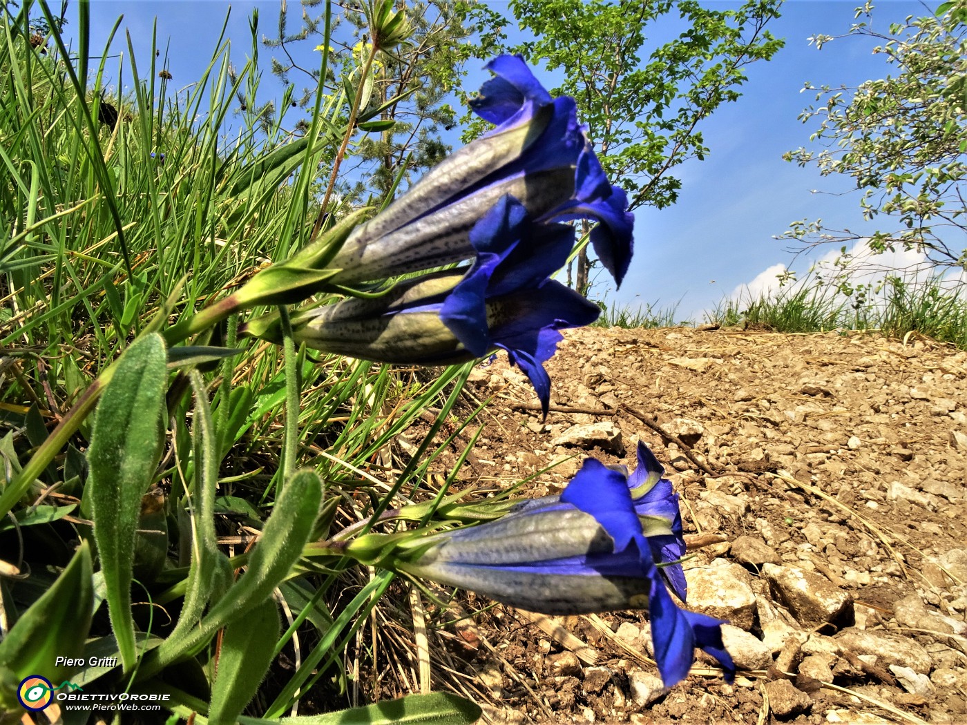 43 Gentiana clusii (Genziana di Clusius).JPG